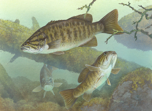 Ciclo Vital del Black Bass
